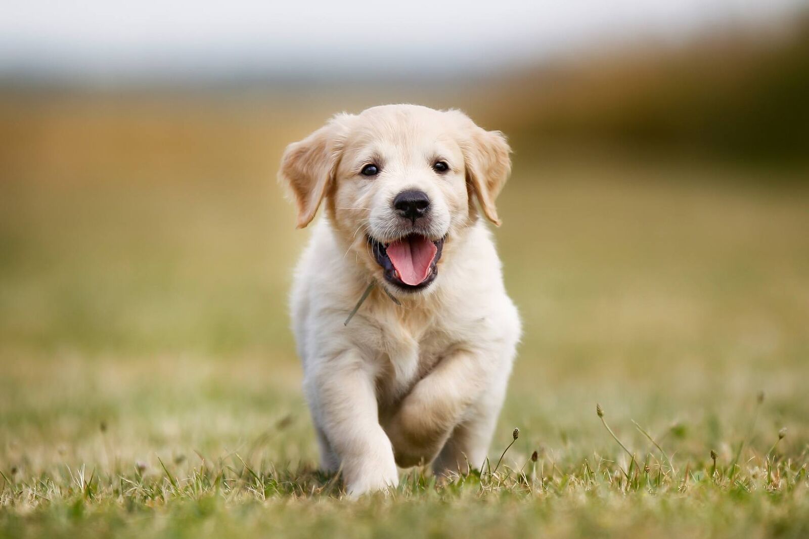 Comment choisir un chien de compagnie pour vivre en famille?