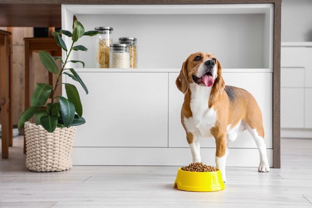 Choisir les bonnes croquettes pour son chien