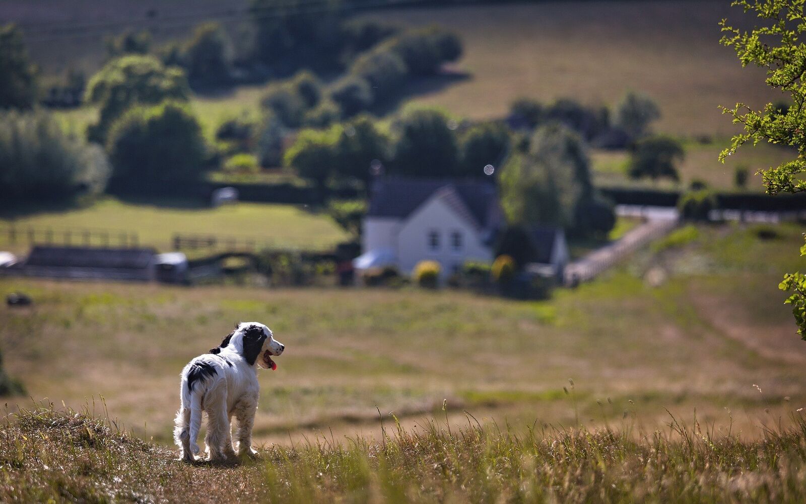 chien campagne