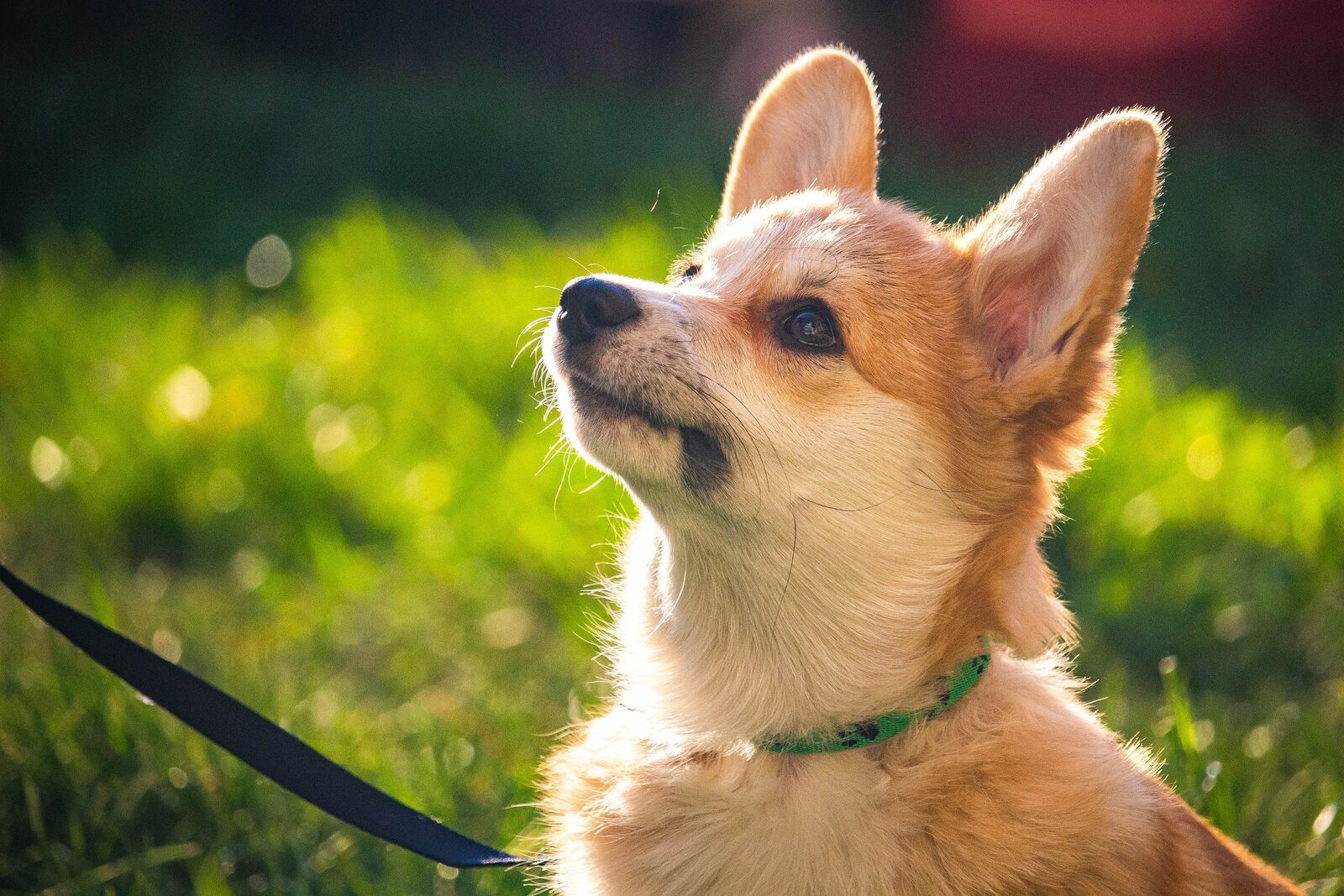 chien jeu intelligence