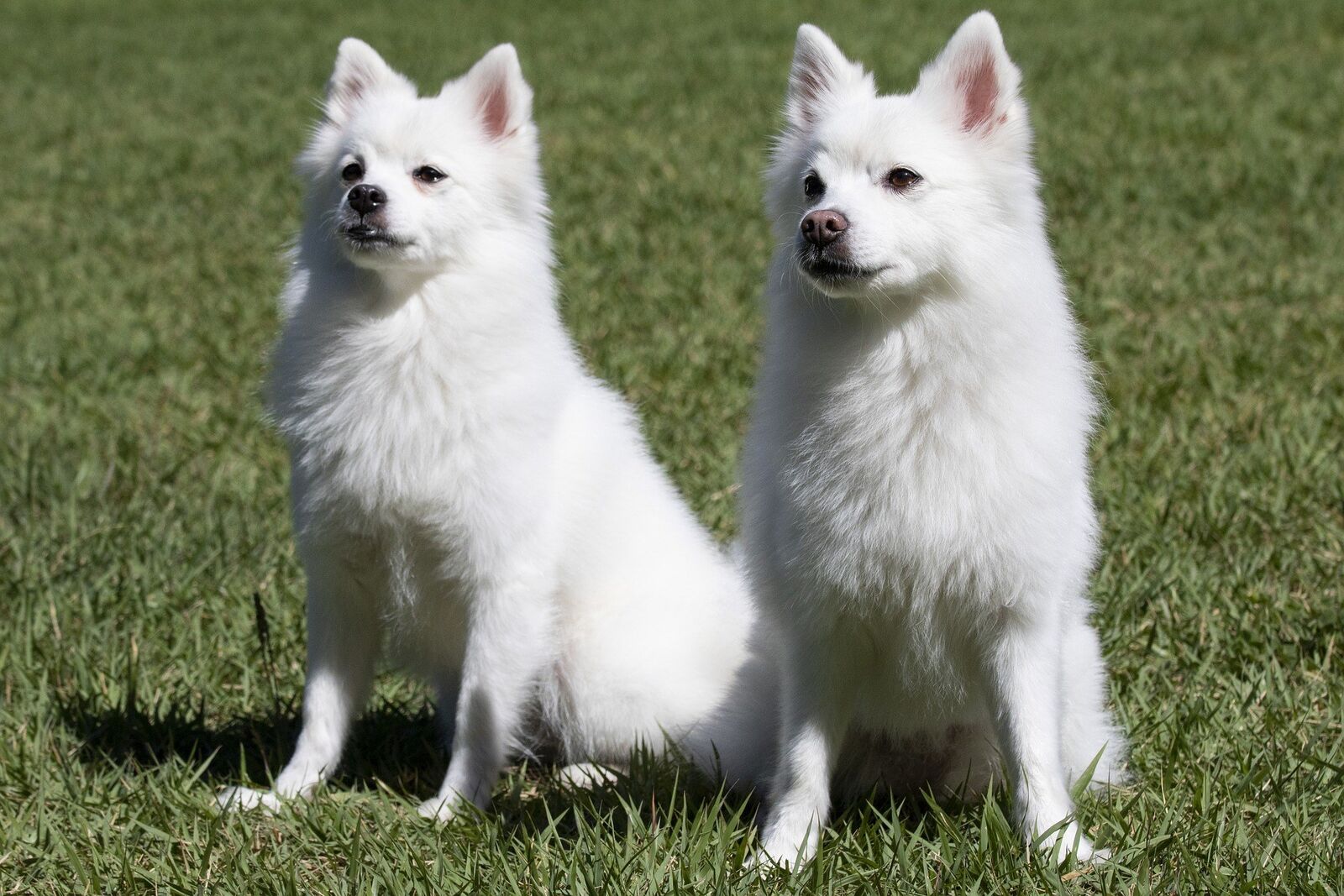 chien spitz