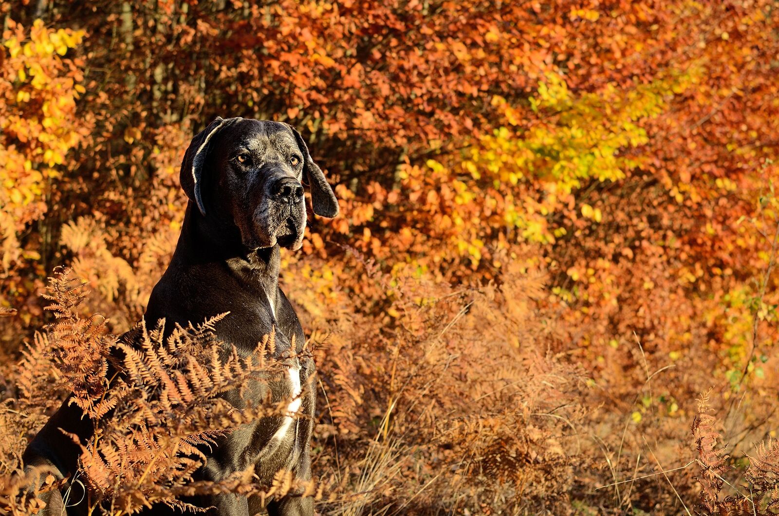 chiens géants