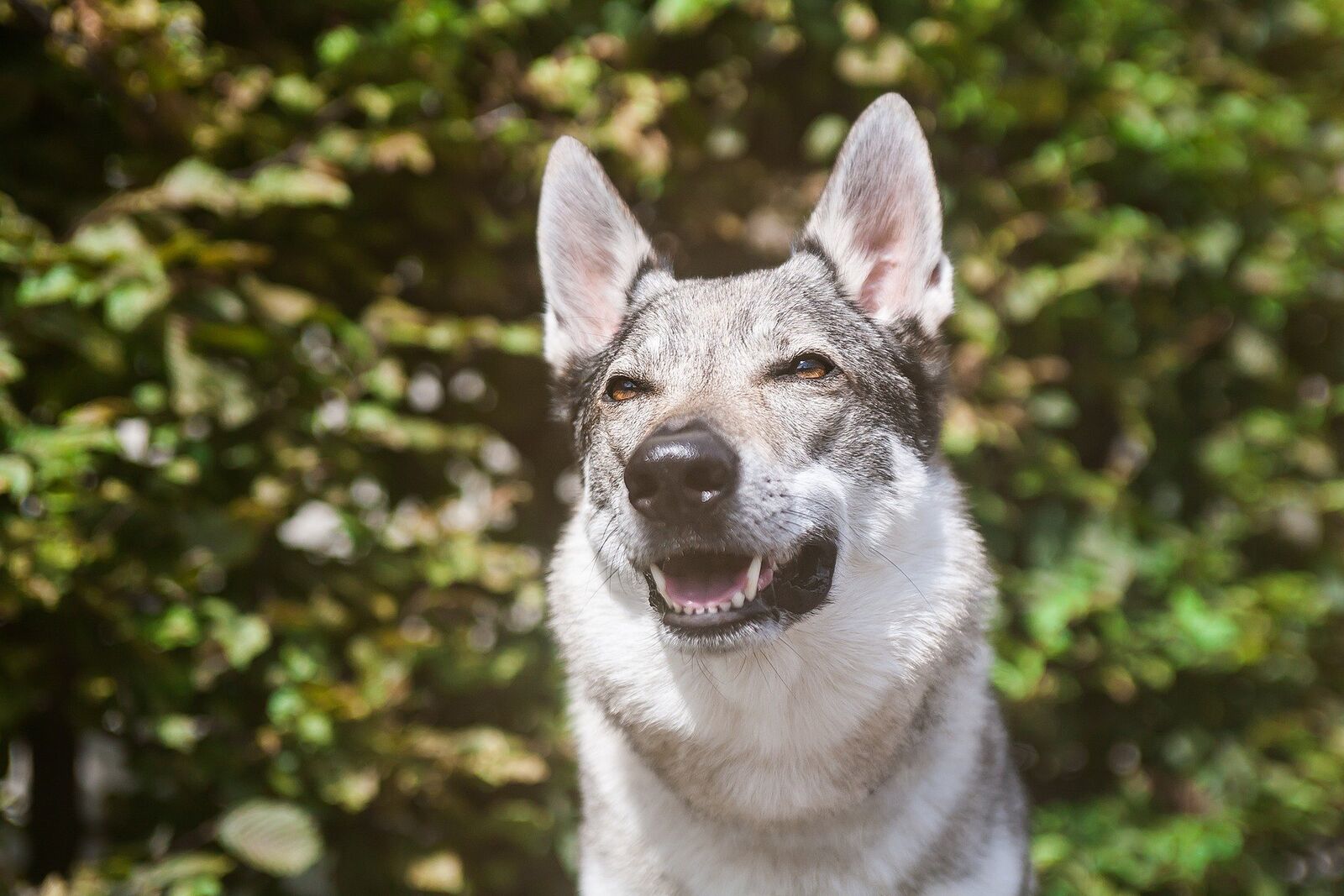 chiens loups