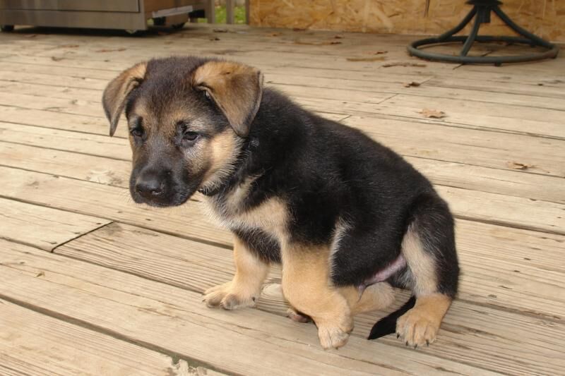 chiens vers