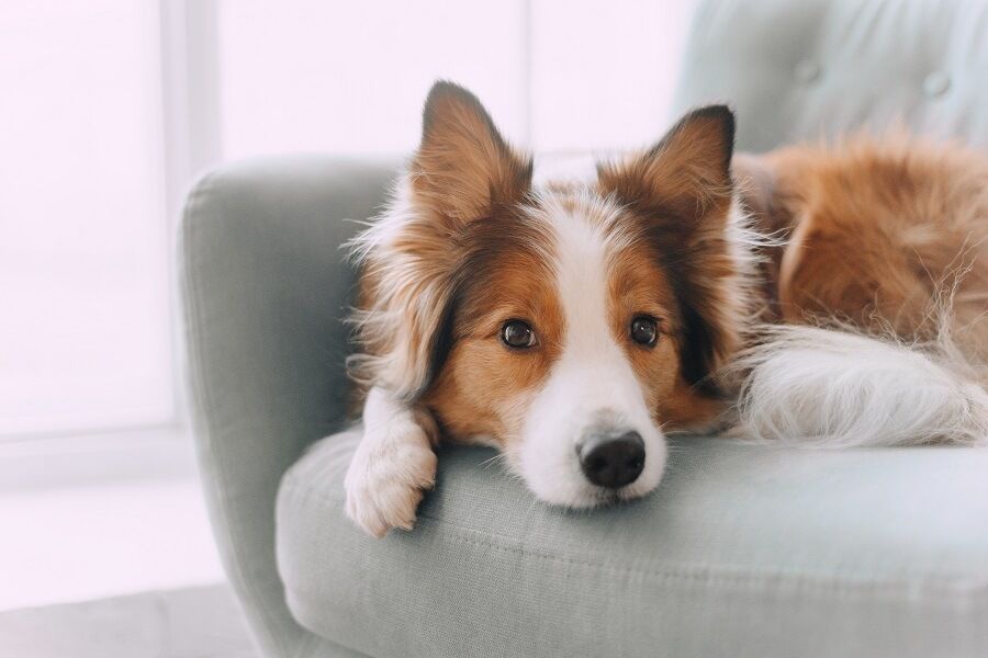 alimentation chien